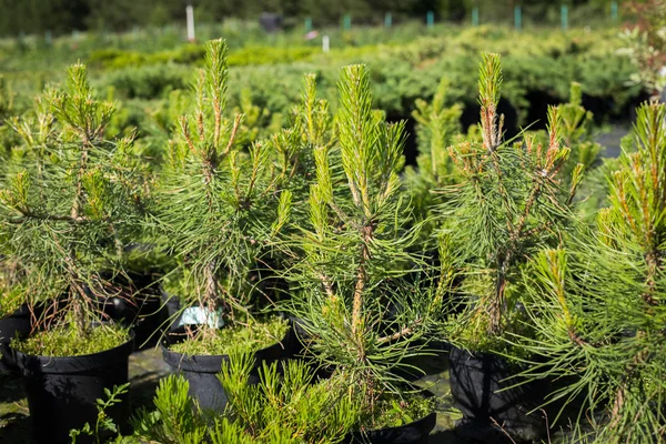 Zaailingen Van Pine Boom Pinus Sylvestris Met Jonge Scheuten Potten — Stockfoto