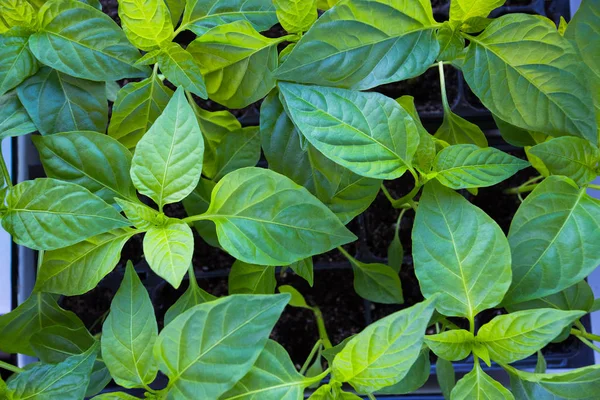 Fröplanta Paprika Ung Gröna Växter Paprika Med Bladen Växa Från — Stockfoto