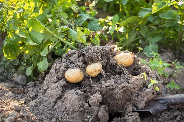 Potatis Unga Potatis Med Rötter Grävde Spade Från Marken Köksträdgården — Stockfoto