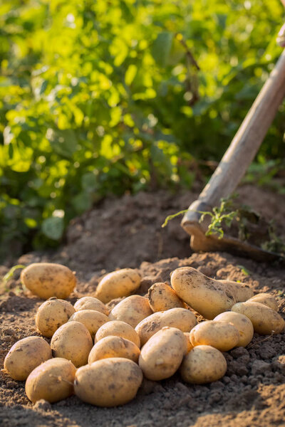 Harvesting Young Potatoes On Ground Field In Sunny Day In Summer Close Up.