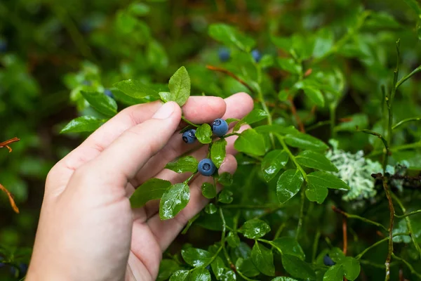 手女采摘蓝莓新鲜浆果 Myrtillus 夏季森林雨后关闭 — 图库照片