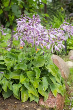 Hosta çiçekli güzel çok yıllık otsu bitki büyümeye bahçede yaz aylarında.