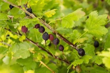 Şube Bush yaz yakın bahçesinde Jostaberry (Ribes Nidigrolaria) açılan sular ile çilek büyümek.