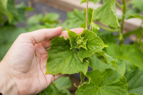 Hand Jordbrukaren Håll Blad Växt Gurkor Köksträdgården Närbild — Stockfoto