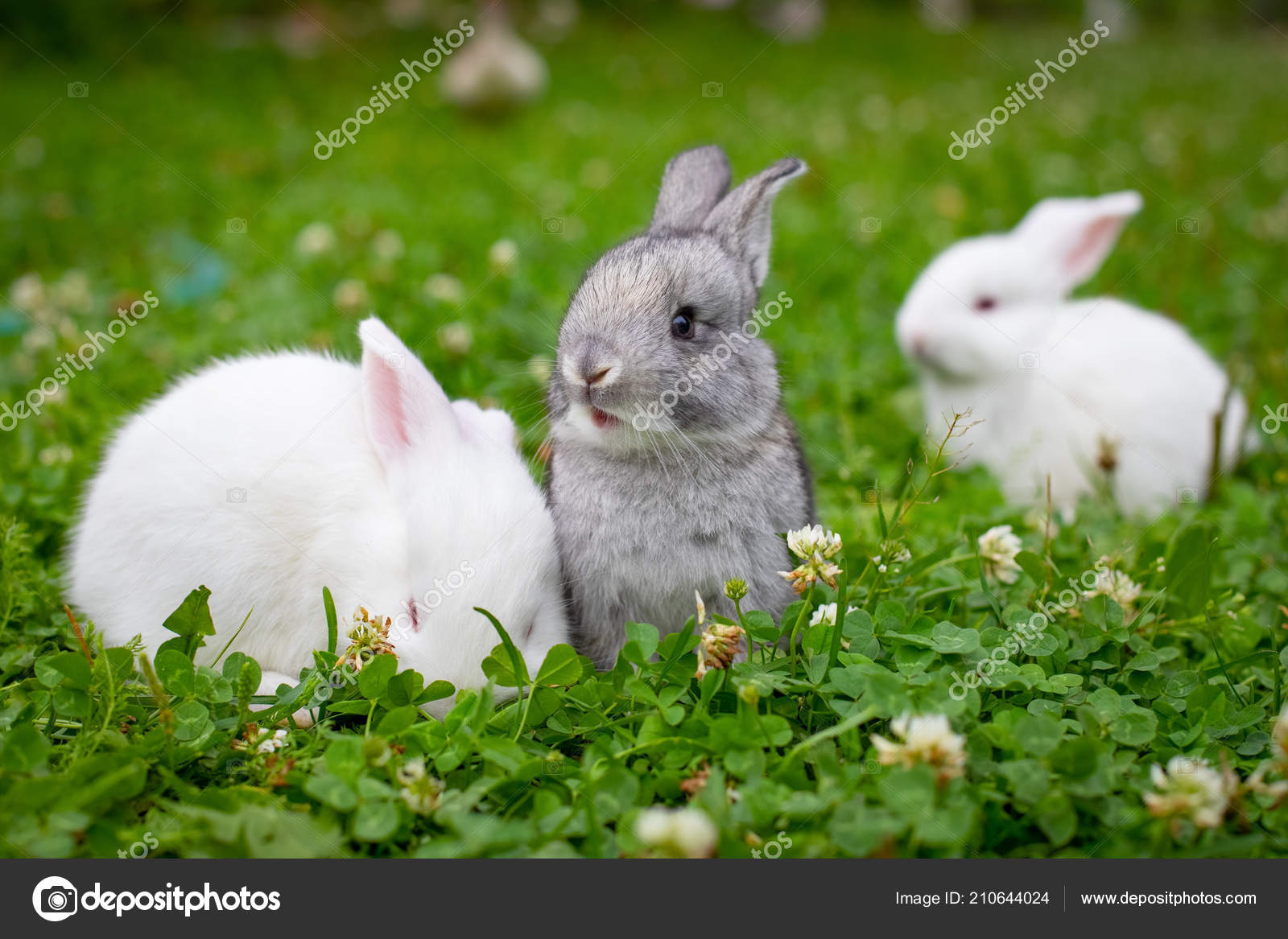 Rabbit Best Small Pets To Have Outdoor Pet Rabbit Breeds Pet