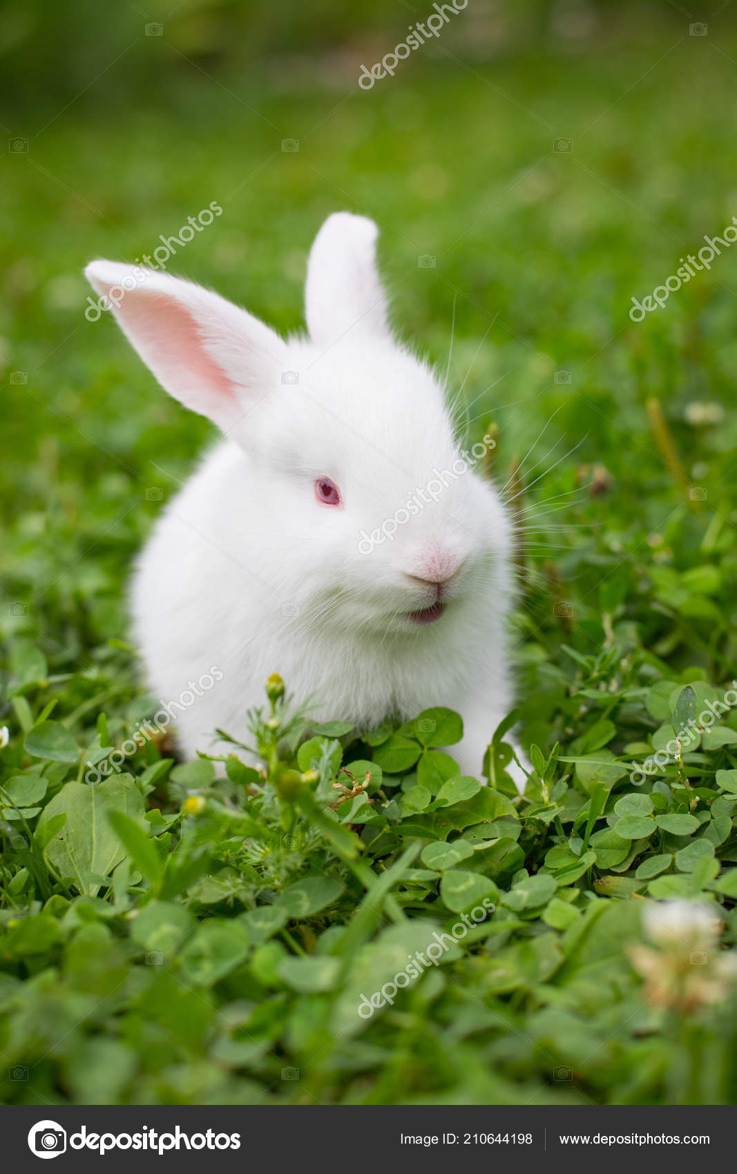 Beautiful Small Pet White Rabbit Sit Green Grass Looks Camera