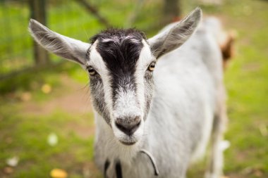 Güneşli bir günde yaz yakın kamera ararken yürüyüşte gri keçi hayvan portresi.
