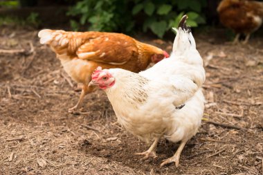 Genç yerli beyaz tavuk yiyecek çiftlik avlusu açık kırsalında bulmak yere kazma.
