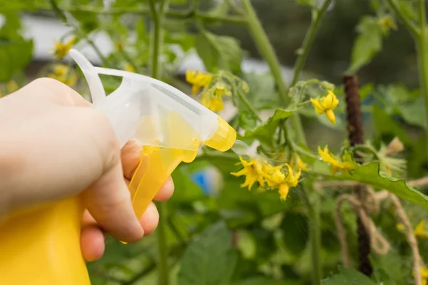 Woman Hand Spraying On Plants Of Tomatoes With Sprayer For Protection From Diseases And Pests. Caring For Tomatoes.