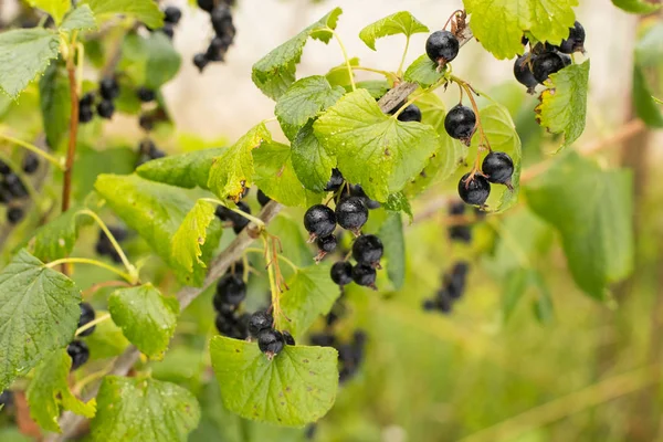 Bär Svarta Vinbär Ribes Nigrum Med Droppe Vatten Gren Växer — Stockfoto