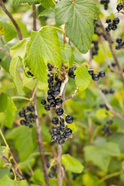 Bär Svarta Vinbär Ribes Nigrum Med Droppe Vatten Gren Växer — Stockfoto