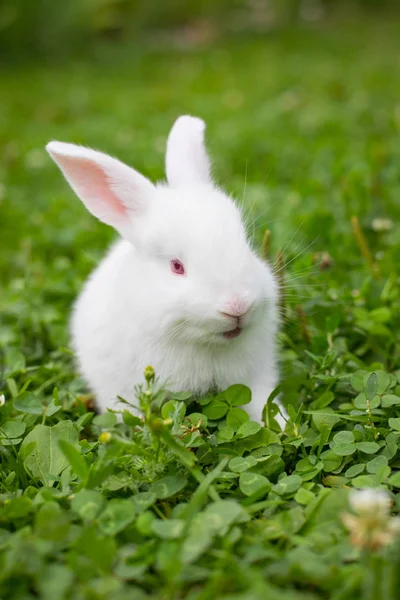 Güzel Küçük Evde Beslenen Hayvan Beyaz Tavşan Sit Yeşil Çim — Stok fotoğraf