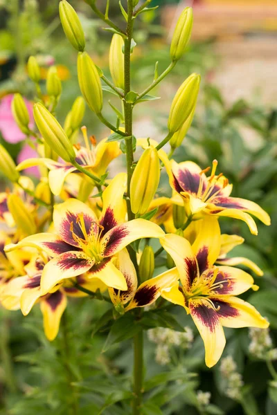 Bello Fiore Fiori Giglio Scioccante Giallo Rosso Colore Crescono Aiuola — Foto Stock