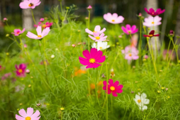 Beautiful Blossom Flowers Cosmos Grow In Flower Bed In Garden In Summer Close Up.