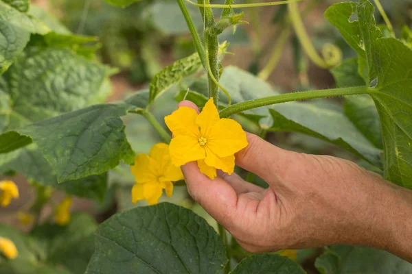 Äldre Kvinna Hand Håll Cucumis Sativus Flower Gurka Köksträdgården Närbild — Stockfoto