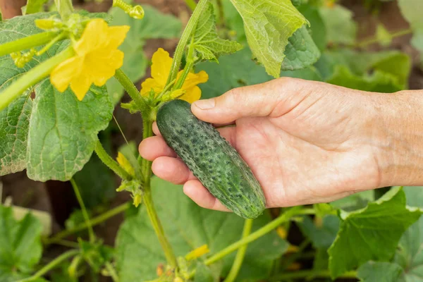 Äldre Kvinna Hand Hålla Färska Ekologiska Grönsaker Gurka Köksträdgården Sommaren — Stockfoto