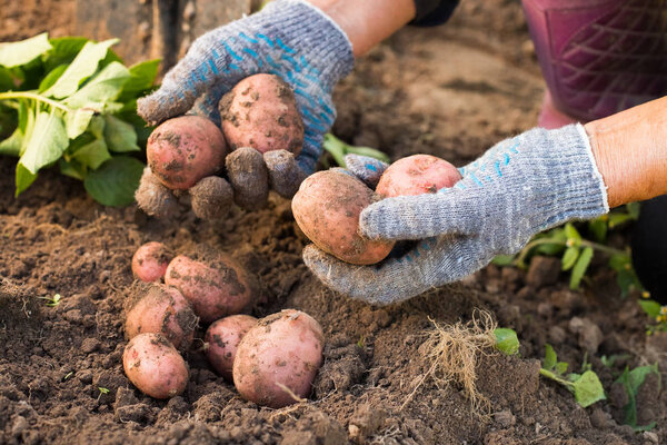 Fresh Red Potatoes In Hands Of Elderly Woman Dug Out Of Ground In Vegetable Garden Close Up. New Potato Harvest.