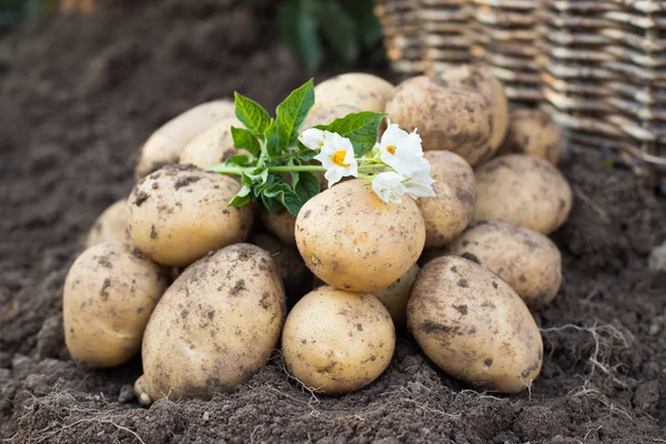 Frische Junge Kartoffeln Mit Kartoffelblüten Auf Dem Boden Aus Nächster — Stockfoto