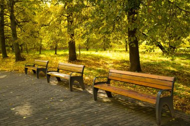 Sonbahar sabah parkta yolda Ahşap banklar.