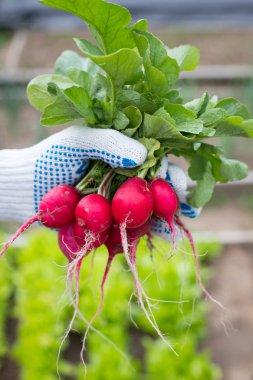 Taze sebze hasat. Olgun kırmızı turp sebze bahçesinde yakın çekim erkek el ele tutuşur.