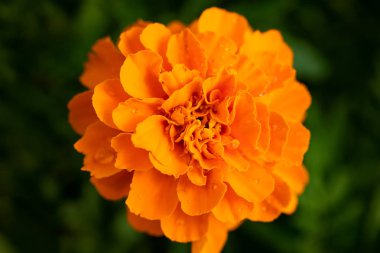 Kadife çiçeği (Tagetes Erecta) yaz yakından bahçesinde güzel portakal çiçeği.