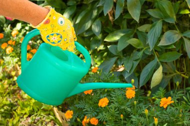 Kadın bahçıvan Pour çiçek Marigolds onun sulama olabilir bahar bahçe ile el kapatın. Çiçek Bakımı.