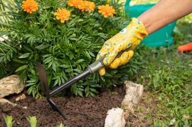 Hand Of Women Loosen With Hoe Ground In Flower Bed Of Marigold Close Up. Spring Work In Garden. Care Of Flowers In Flowerbeds. clipart