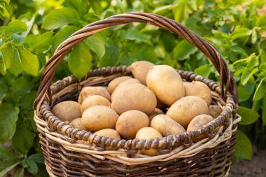 Taze genç patates patates zemin çiçek ile kapatın. Yeni patates hasat.