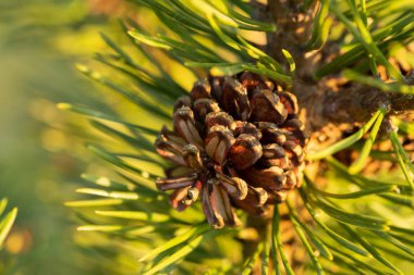 Koni Pine Dağı (Pinus Mugo) dalı üzerinde yaz yakından güneşin batımında bahçede büyür.