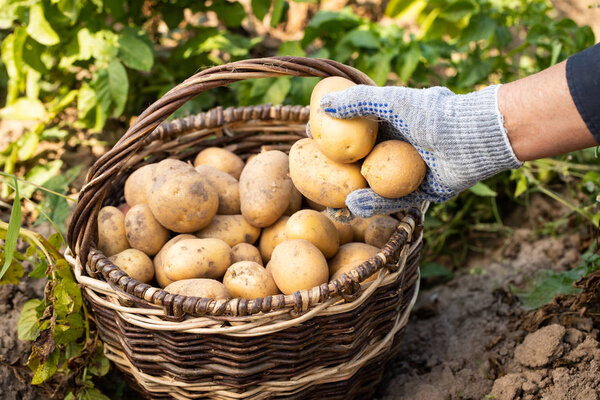 Harvesting New Potatoes. Hand Of Woman Pick Fresh Yellow Potatoes On Wicker Basket In Vegetable Garden Close Up.