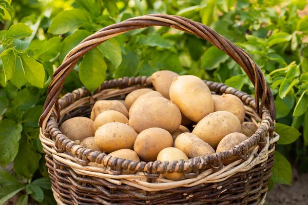 Frische Junge Kartoffeln Mit Kartoffelblüten Auf Dem Boden Aus Nächster — Stockfoto