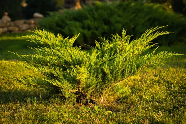 夏の風景式庭園の夕暮れ ビャクシン サビーナ ジュニパーのブッシュ — ストック写真