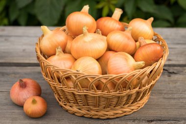 Taze sarı soğan (Allium Cepa) eski ahşap masa üzerinde hasır sepet içinde yakın çekim.