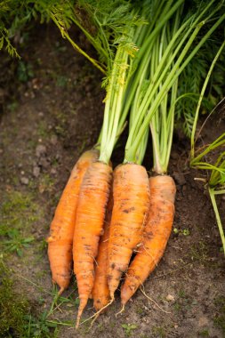 Taze sebze turuncu havuç Bahçe üstten görünüm toprağa üzerinde. Mevsimlik sebze hasat.