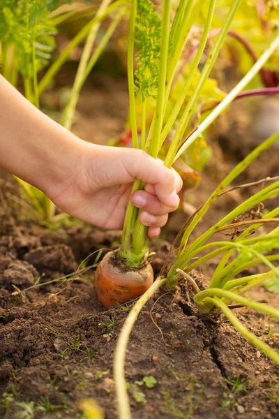Hand Eines Kleinen Mädchens Zieht Karotte Aus Der Erde Gemüsegarten — Stockfoto