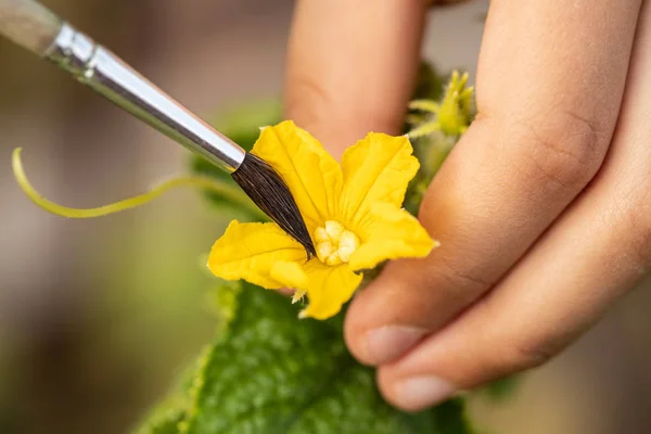 Опыление Огурцов Детские Руки Опыляют Цветок Огурца Кистью Саду Крупным — стоковое фото