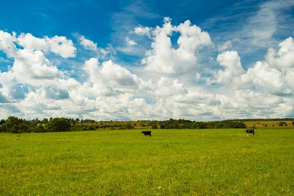 Paisaje Hermoso Rural Del Cielo Dramático Brillante Sobre Prado Verde — Foto de Stock