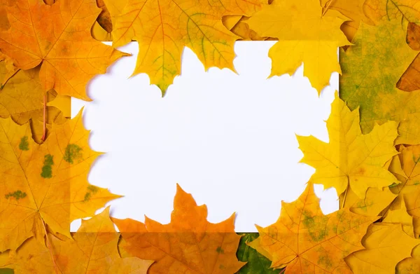 Close Beautiful Bright Colorful Autumn Maple Leaves Empty White Sheet — Stock Photo, Image