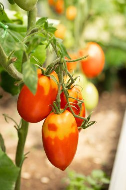 Kırmızı Domates Grubu Sebze Bahçesinde Yaz Aylarında Yetişir.