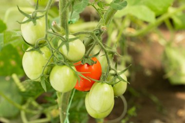 Sera Üst Görünümünde Büyüyen Yeşil Ve Kırmızı Domates.