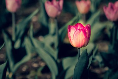 Yazın Bahçede Pembe Lale Büyüyor.