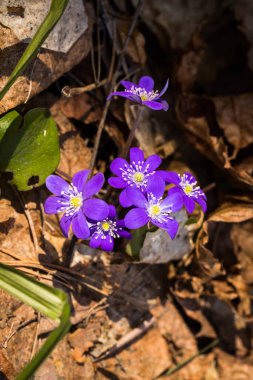 Beautiful Blue Little Flowers Of Anemone Blooms In Sunny Day In Forest In Early Spring Top View.
