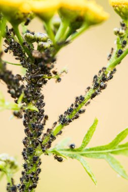 Aphids, Stuck To Plant Stem Of Tansy (Tanacetum) On Meadow In Summer Close-Up.