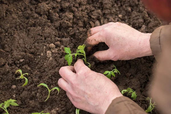 Close Hands Elderly Female Landing Seedling Tomato Ground Greenhouse Spring — ストック写真