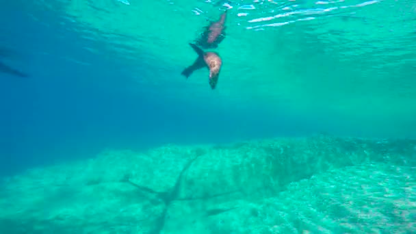 Mexico Fascinating Underwater Diving Seals — Stock Video