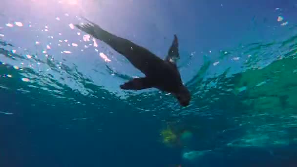 México Mergulho Subaquático Fascinante Com Focas — Vídeo de Stock