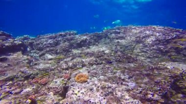 Meksika. Cortez deniz büyüleyici sualtı dalış.
