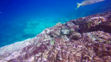 Meksika. Cortez deniz büyüleyici sualtı dalış.