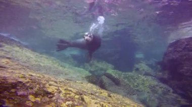 Meksika. Contalar ile büyüleyici sualtı dalış.