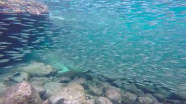 Meksika. Cortez deniz büyüleyici sualtı dalış.